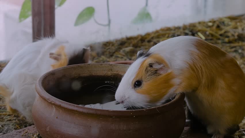 Cute guinea pigs are drinking water from a clay bowl in their enclosure at a contact zoo in Bursa, Turkey - close up view