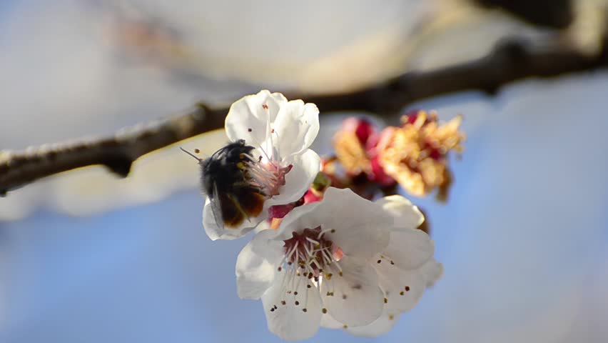 honey bees collect flower nectar and having love dance. shallow field of depth