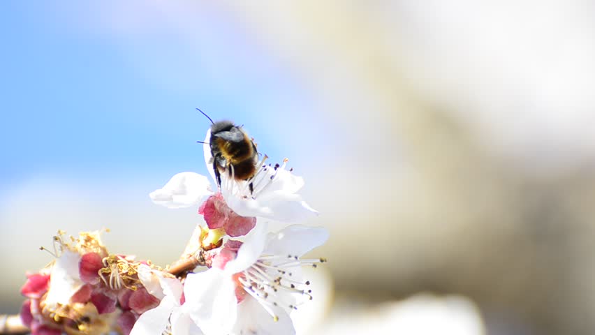 honey bees collect flower nectar and having love dance on bright background.