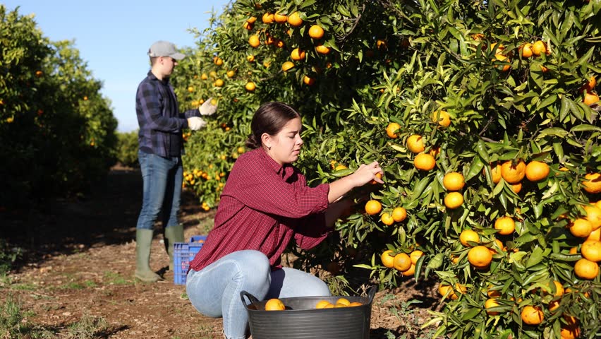  Portrait of successful woman farmer near mandarin tree gathering local organic tangerines in garden during harvest