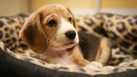 Cute Beagle Puppy in sofaBed