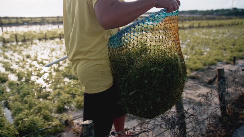 Asian Farmer Woman Collecting Seaweed at Sea Weed Farm Plantation. Close-up People Farmer Algae Harvest. Organic Plant for Healthy Vegan Food. Beautiful Travel Explore Planet. Slow Motion Indonesia 4k