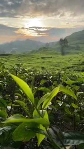 evening sunset atmosphere in the tea garden at the foot of the mountain