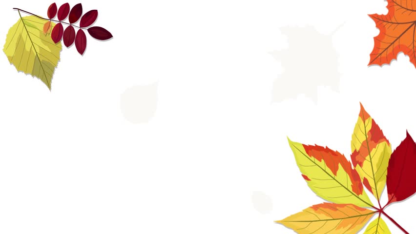 animated motion vector illustration of leaves with autumn concept. Animation of the beauty of leaves dancing gracefully in autumn. The beauty of falling maple leaves