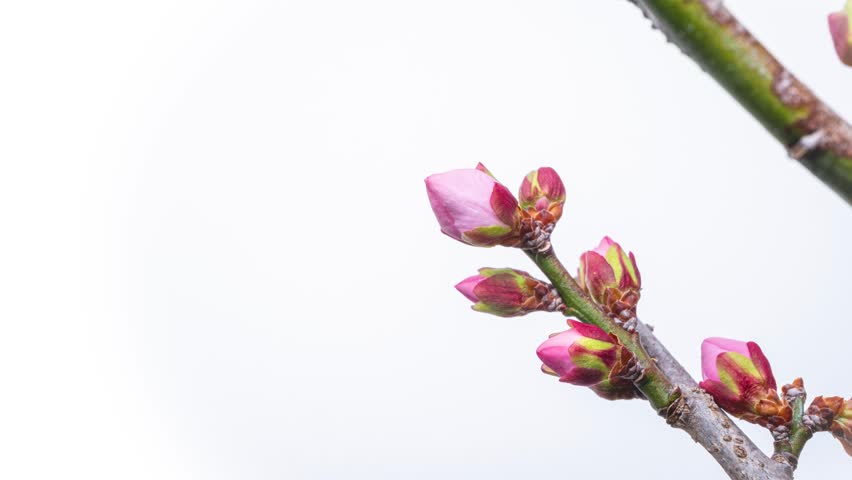 4K time-lapse video of pink plum blossoms blooming, shot from slightly different angles.