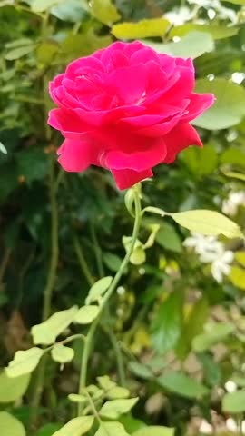 Rose flower is very lovely and its color is beautifu