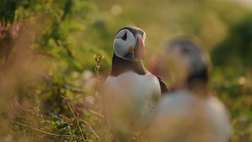 Skomer Island Puffins in UK Birds Shot, Atlantic Puffins on Skomer Island in Wales