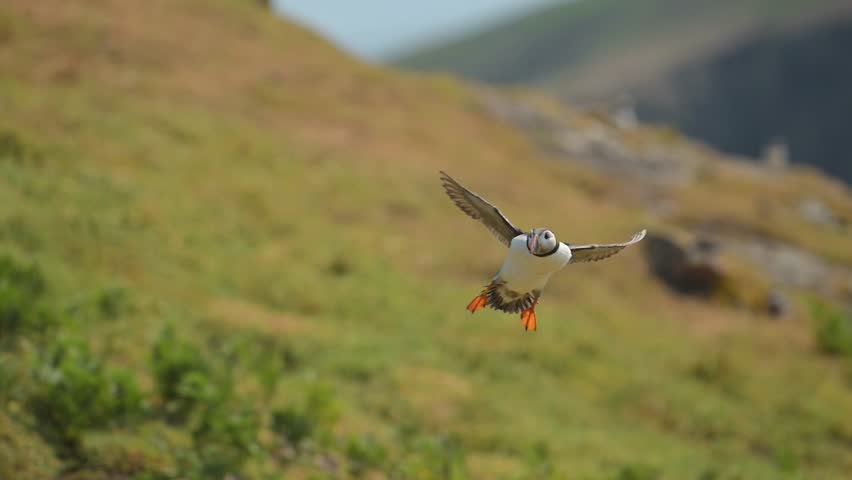 Slow Motion Puffin Flying and Landing on the Ground at its Burrow, Atlantic Puffin In Flight in Slow Motion on Skomer Island