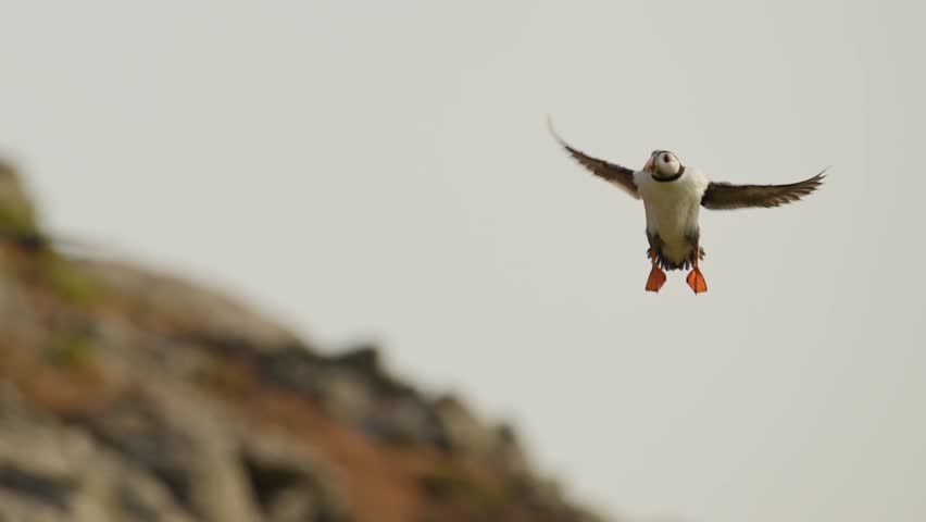 Slow Motion Puffin Flying and Landing on the Ground at its Burrow, Atlantic Puffin In Flight in Slow Motion on Skomer Island