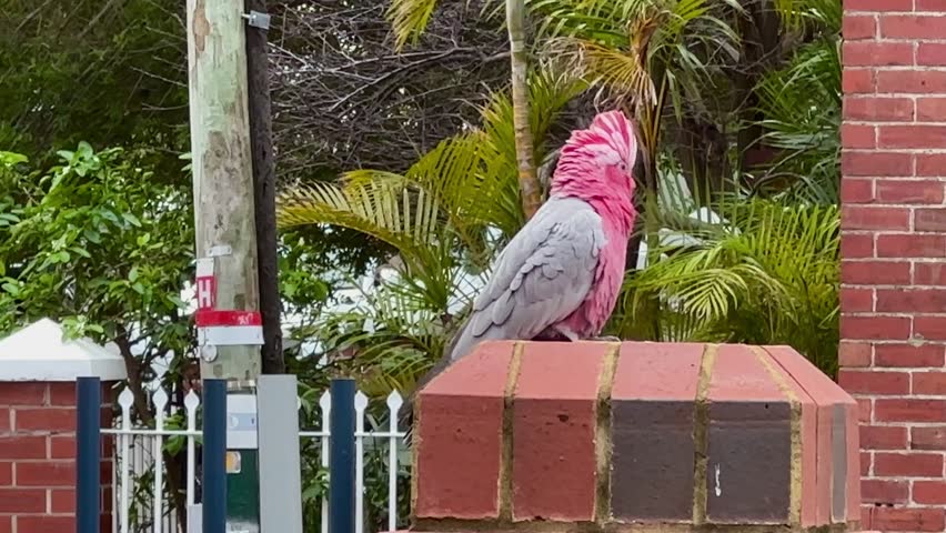 Pink and grey Galah Cockatoo Parrot Bird walking forward on a red brick pier, Perth, Western Australia