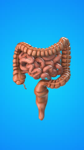 Human internal organ of Intestine