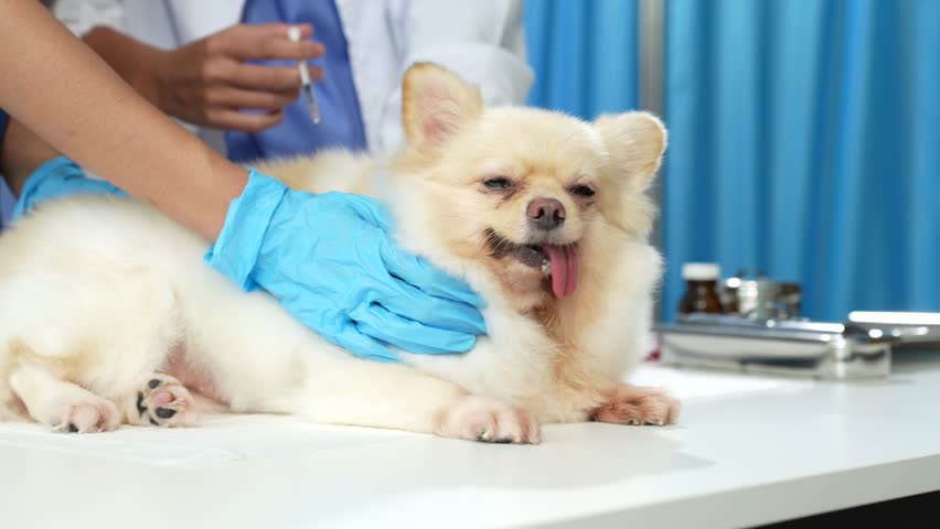 veterinarian and an assistant fill out a sick puppy history.