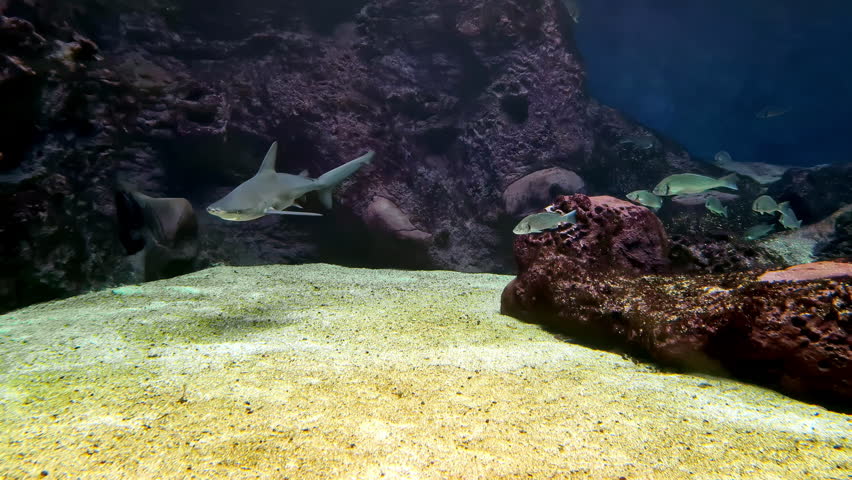 Bonnethead Shark Swimming With Reef Fish On Sea Floor. underwater shot