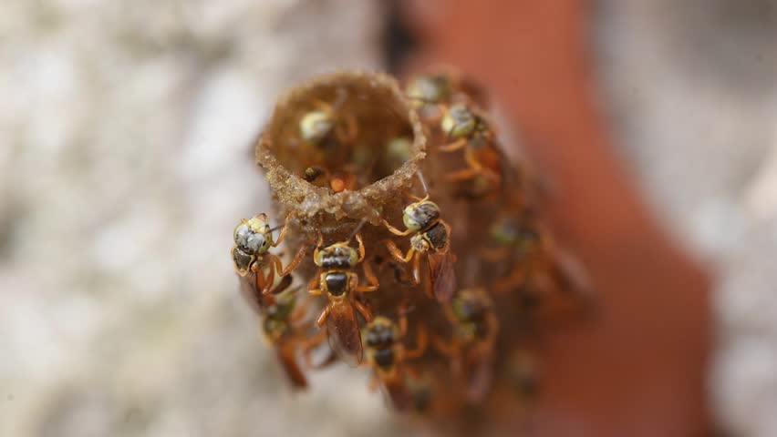 Stingless bees called Jataí (Tetragonisca angustula) flying over the entrance of the tube-shaped nest.