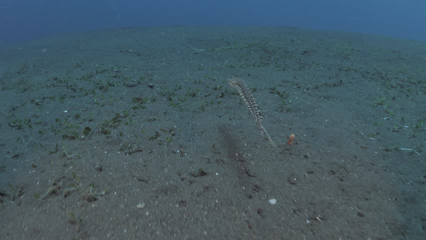 Mimic octopus - Thaumoctopus mimicus is swimming along the seafloor. This creature imitates other creatures. Sea life of Tulamben, Bali, Indonesia. 4k underwater video.
