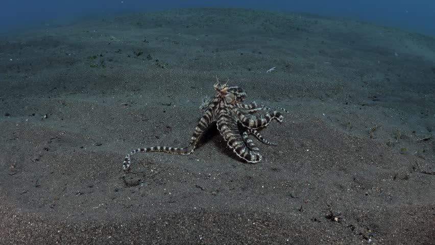 Mimic octopus - Thaumoctopus mimicus is swimming along the seafloor. This creature imitates other creatures. Sea life of Tulamben, Bali, Indonesia. 4k underwater video.