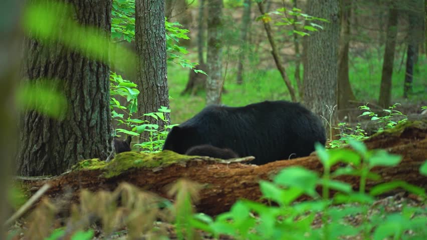Black bear mother resting on the forest floor while cubs explore around her in Cades Cove, Great Smoky Mountains