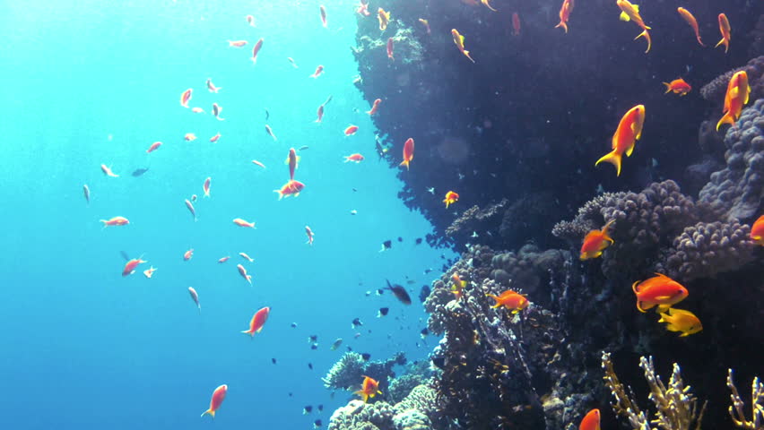 Coral and fish in the Red Sea.Egypt