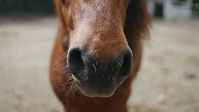 Closeup stallion nostrils breathing in beautiful ranch. Adorable horse muzzle relaxing on nature. Portrait calm friendly animal with healthy fur looking around standing at racing area. Pets concept - Powered by Shutterstock - Get 15% off with code: PIKWIZARD15