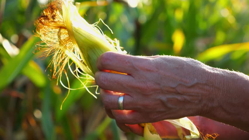Close up to female hands of a farmer peeling ripe cob of corn at green meadow. Adult arms of agronomist examining sweetcorn on maize field at sunset. Concept of agricultural business. Slow motion
