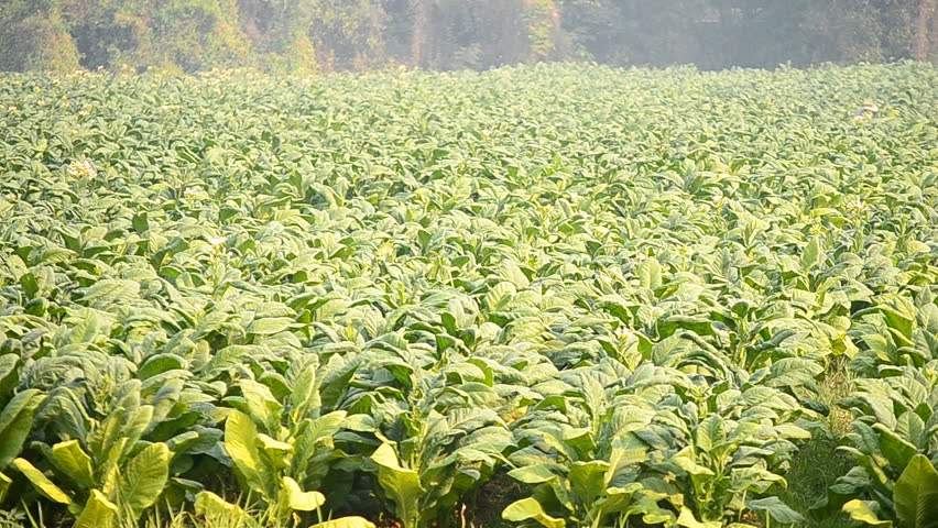 tobacco plant and farmer remove tobacco leaf form country farm