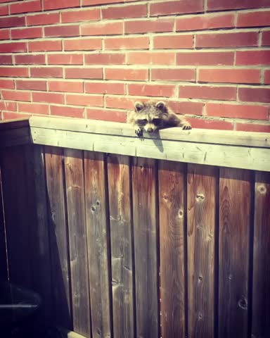 Raccoon  on patio brick house outdoors 