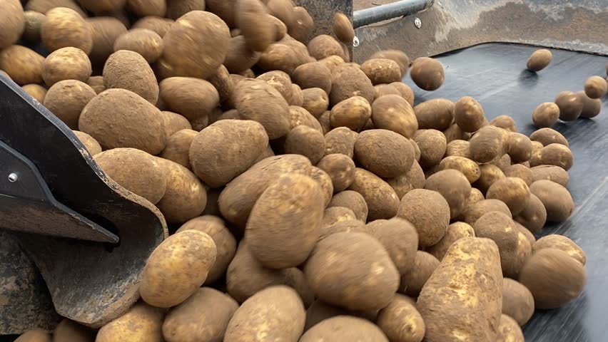 potato harvest, farming, processing, agriculture, farming, harvest, conveyor belt, sorting, grading, food production, food processing, agricultural equipment