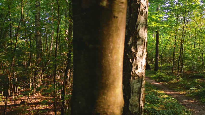 4K drone footage following a forest trail with sunlight streaming through the trees. Aerial view captures the serene beauty of nature, woodland paths, and dappled sunlight in a peaceful forest.
