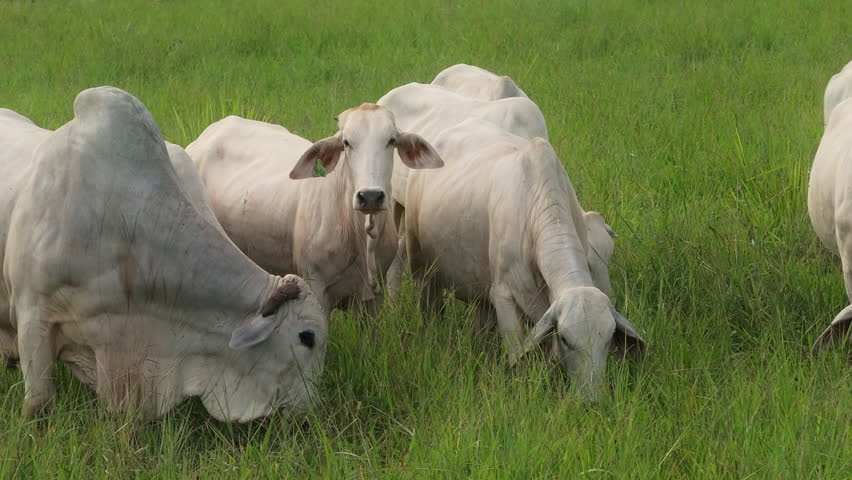 Here you can witness a breathtaking scene featuring Brahman cows, known as Zebu cattle, peacefully grazing in the vibrant and lush green fields that define Costa Ricas rich and diverse landscapes