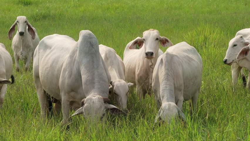 Here you can witness a breathtaking scene featuring Brahman cows, known as Zebu cattle, peacefully grazing in the vibrant and lush green fields that define Costa Ricas rich and diverse landscapes