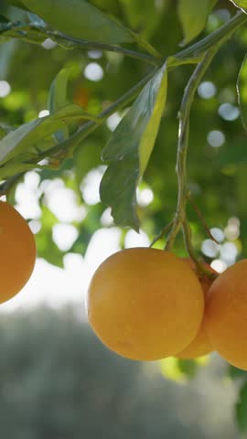 Fresh Orange Fruit Tree In Sicily Land