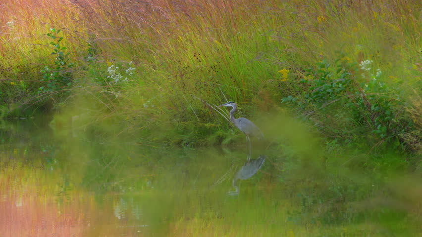 Grey Heron Fishing in a Lake at forest at sunny day