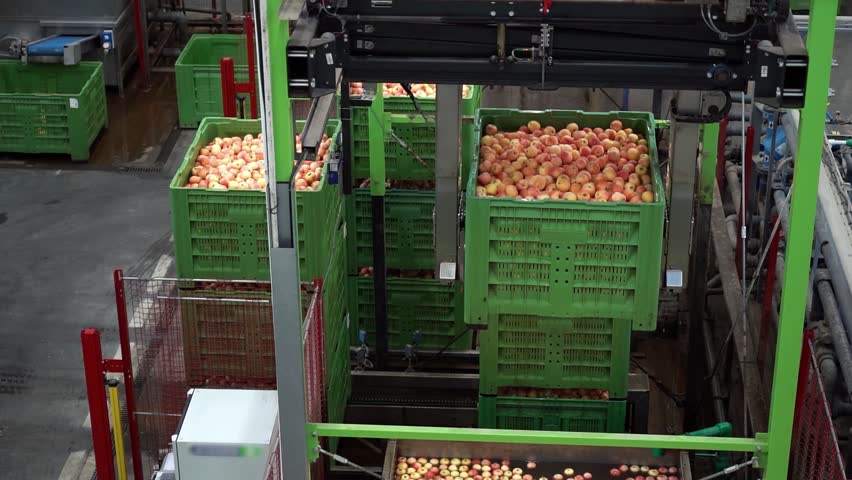 Pick-and-Place Machine Works on Automatic Apple Washing Line at Modern Apple Processing Plant. Apple Processing in Fruit Packing House. Postharvest Management of Apples Prior Cold Storage.
