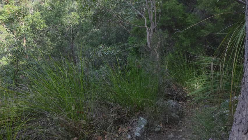 Path leading to Yangahla Lookout in rainforest