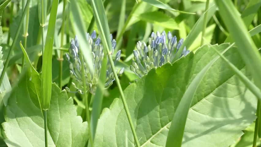 The blue-blue onion is a perennial herbaceous plant of the Onion family.