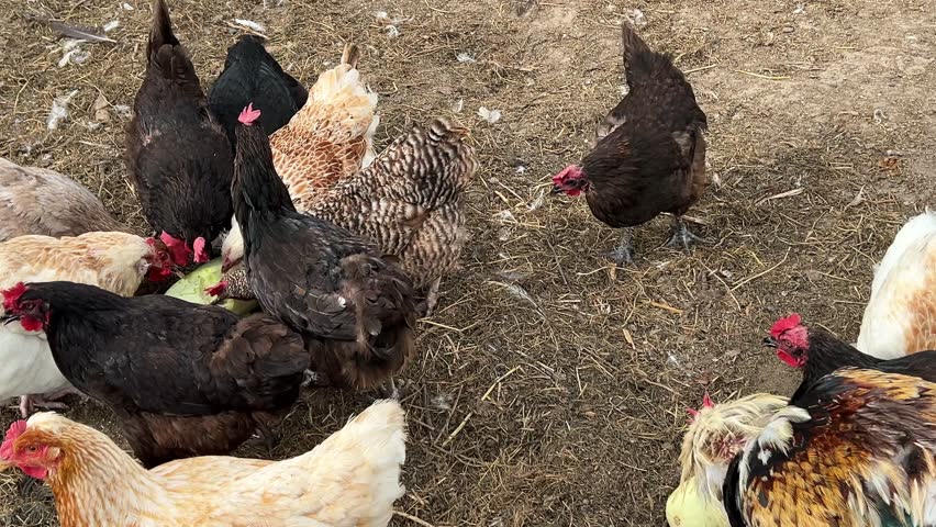 chickens of different colors and breeds run around inside the pen and peck at fresh squash. 4k video.