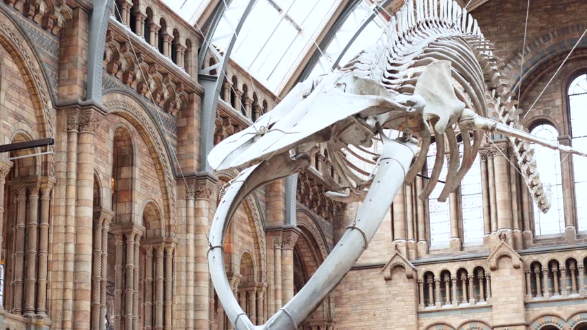 Whale skeleton displayed in grand museum hall
