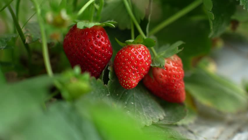 Organic strawberries in farm, grown with nature’s gentle care. traditional farming methods meet modern sustainability practices, creating a perfect harmony. The sweetest, most flavorful strawberries.