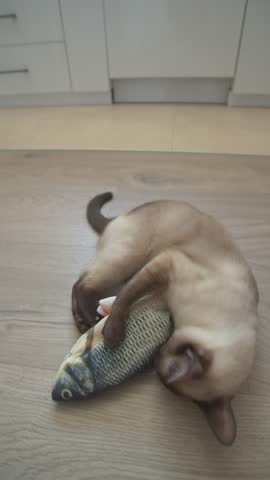 Pet Accessories and Care Concept. Bed american shorthair striped cat bite toy fish