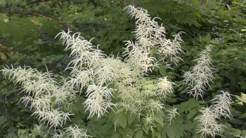 Volzhanka vulgaris is a species of perennial herbaceous dicotyledonous plants of the Pink family.