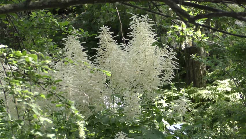 Aruncus or volzhanka vulgaris is a species of perennial herbaceous dicotyledonous plants of the Pink family.
