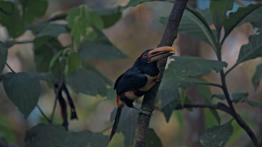 Ecuador high mountain Tuocan specie in Mindo Cloud forest (Tucancillo collarejo).
