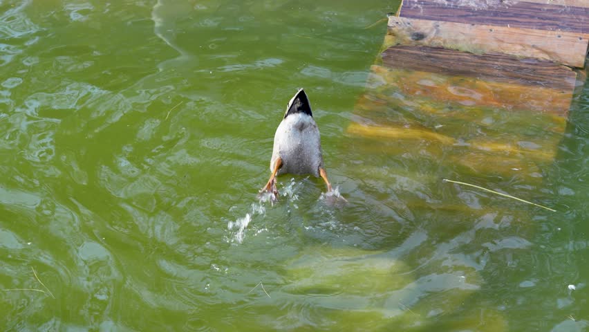 Wood Duck Dive: A Beneath-the-Surface Adventure	