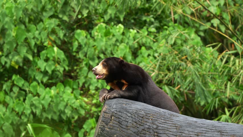 A panting Sun bear, (Helarctos malayanus) resting on top of the tree log, wondering around the surroundings from above, close up shot of vulnerable wildlife species.
