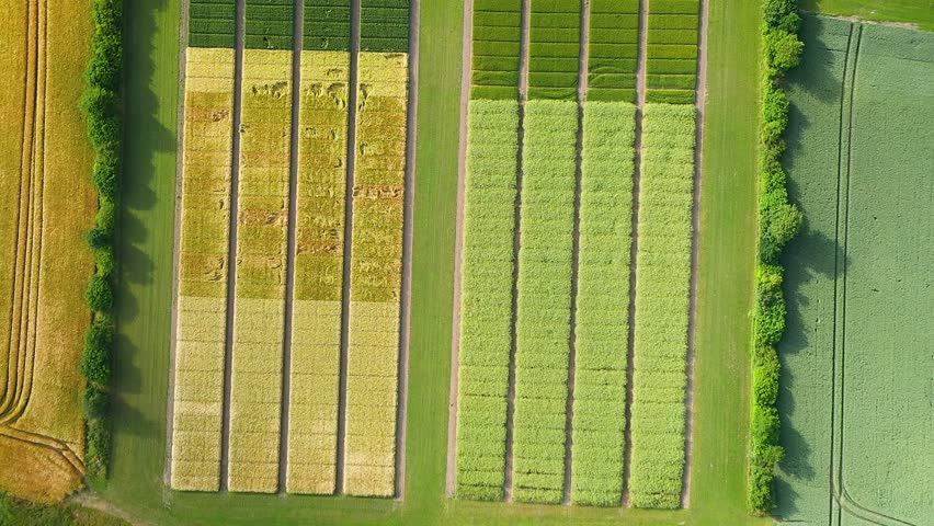 Aerial view of agricultural test fields with wheat, rye, and corn plots, showing different varieties and hybrids grown for research. Agricultural testing field devided in plots for field trials. 