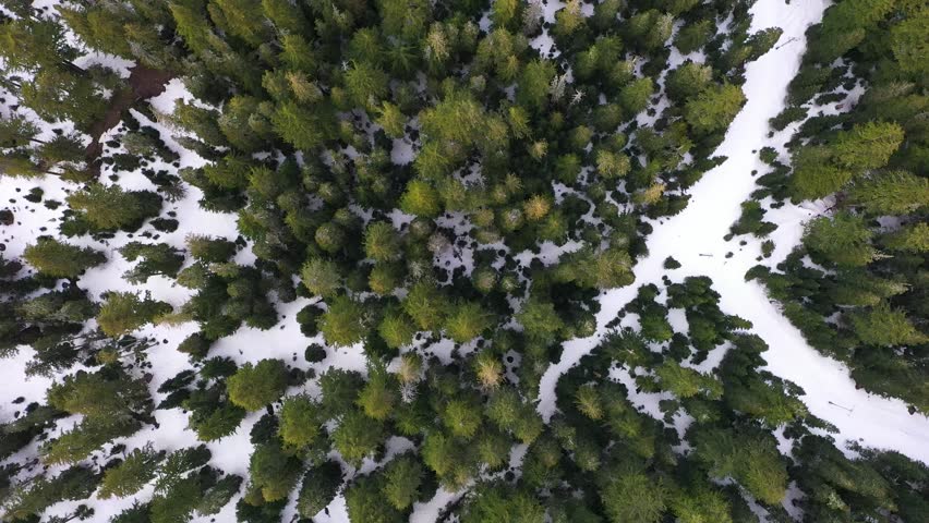  4k high quality aerial drone video footage of an evergreen tall forests with snow, captured at early spring, near Mount Hood, Oregon. Landscape, nature drone video for download.