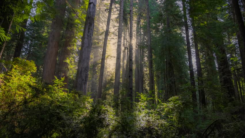 Fairytale misty forest with huge sequoias, sun shining through fog and tree branches. Gimbal shot of Redwood forest at sunrise. UHD, 4K