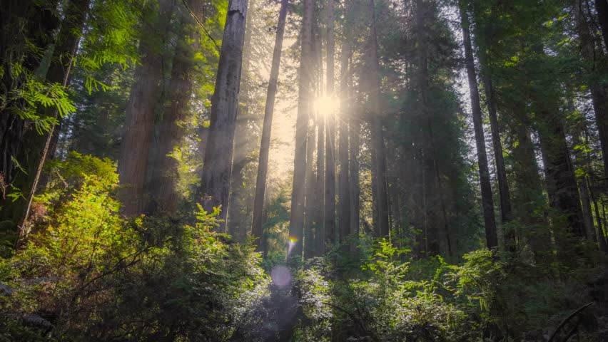 Fairytale misty forest with huge sequoias, sun shining through fog and tree branches. Gimbal shot of Redwood forest at sunrise. UHD, 4K