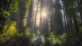 Fairytale misty forest with huge sequoias, sun shining through fog and tree branches. Gimbal shot of Redwood forest at sunrise. UHD, 4K - Powered by Shutterstock - Get 15% off with code: PIKWIZARD15