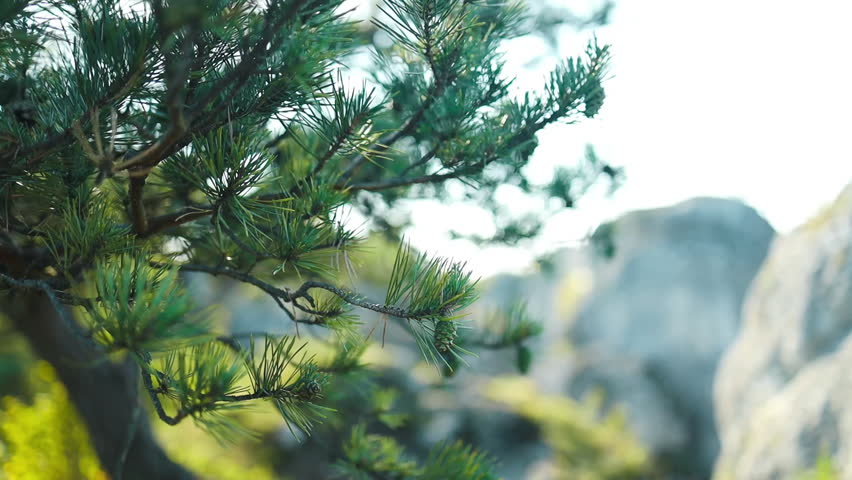 Close up on the underside of pine tree branches. Pine tree on observation place in sunny day. High quality FullHD footage
